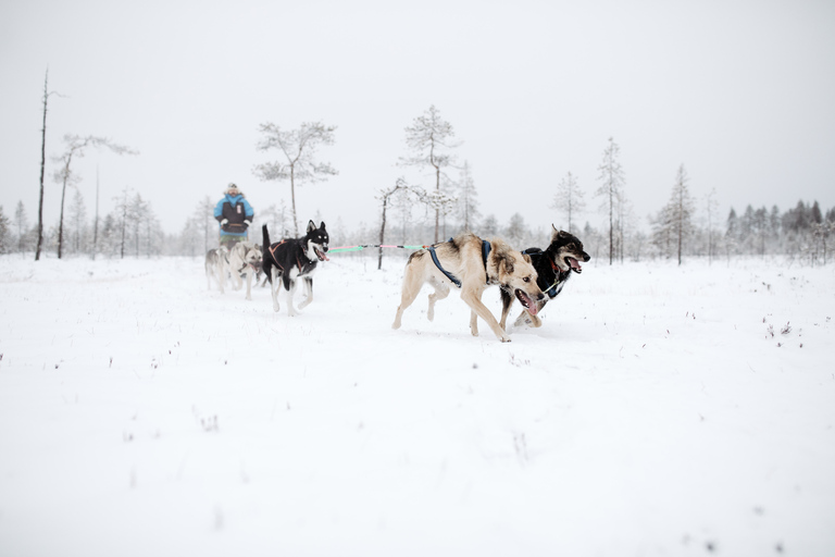 Rovaniemi: 90-Minute Guided Husky Sled Driving Tour Rovaniemi: 90 minute self-driven Husky Tour