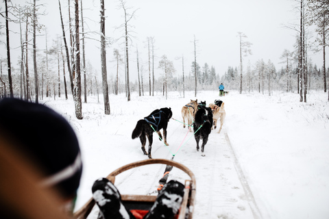 Rovaniemi: 90-Minute Guided Husky Sled Driving Tour Rovaniemi: 90 minute self-driven Husky Tour