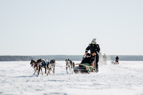 Rovaniemi: 90-Minute Guided Husky Sled Driving Tour Rovaniemi: 90 minute self-driven Husky Tour