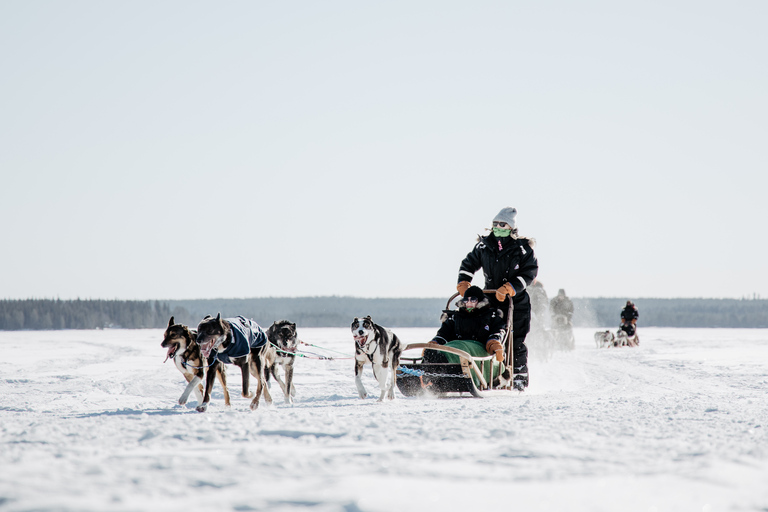 Rovaniemi: 90-Minute Guided Husky Sled Driving Tour Rovaniemi: 90 minute self-driven Husky Tour