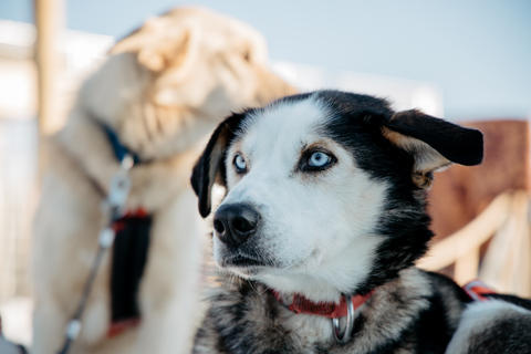 Rovaniemi: 90-Minute Guided Husky Sled Driving Tour Rovaniemi: 90 minute self-driven Husky Tour