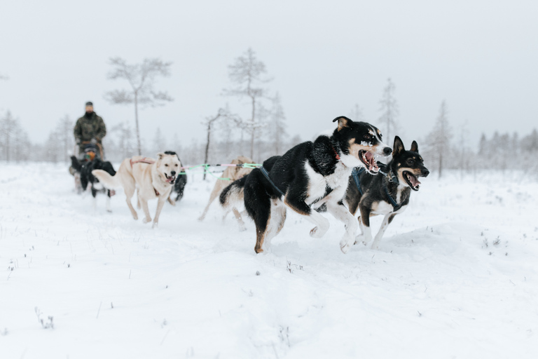 Rovaniemi: Self-Driven Family friendly 45 minute Husky Tour