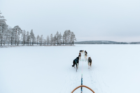 Rovaniemi: Self-Driven Family friendly 45 minute Husky Tour