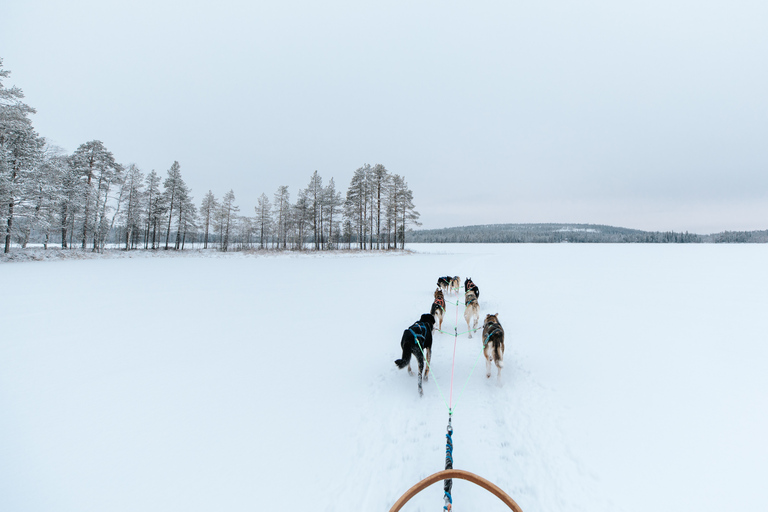 Rovaniemi: Self-Driven Family friendly 45 minute Husky Tour