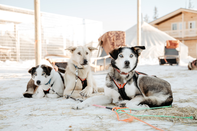 Rovaniemi: Self-Driven Family friendly 45 minute Husky Tour