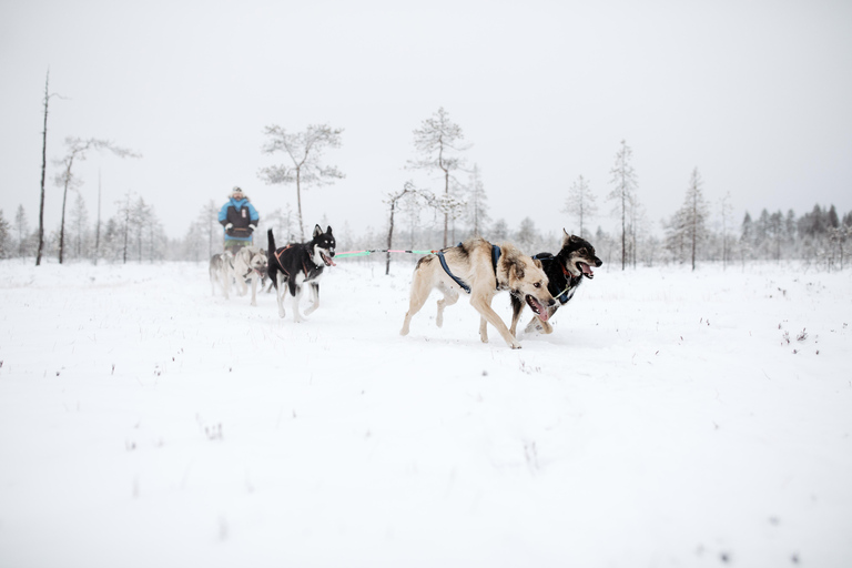 Rovaniemi: Full day Wilderness Tour by Husky Sled