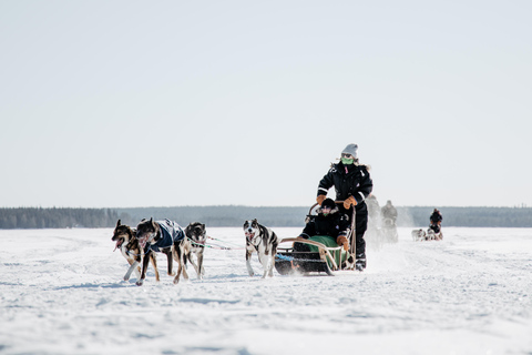 Rovaniemi: Full day Wilderness Tour by Husky Sled