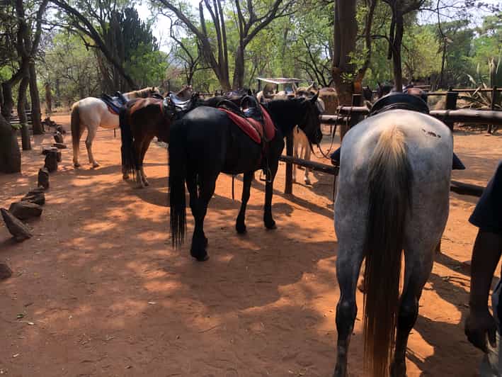 From Johannesburg HorseRiding Safari and Cable Car Tour GetYourGuide
