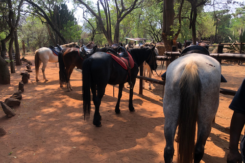 From Johannesburg: Horse-Riding Safari and Cable Car Tour