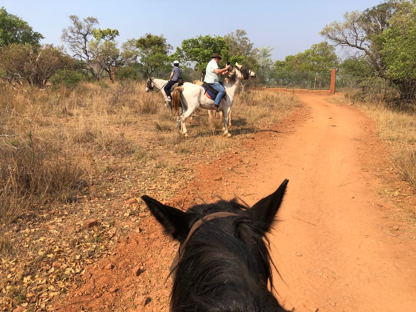 From Johannesburg: Horse-Riding Safari and Cable Car Tour | GetYourGuide