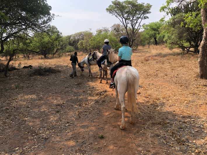 From Johannesburg HorseRiding Safari and Cable Car Tour GetYourGuide