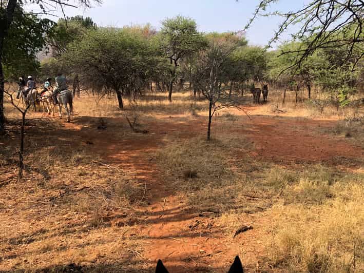 From Johannesburg HorseRiding Safari and Cable Car Tour GetYourGuide