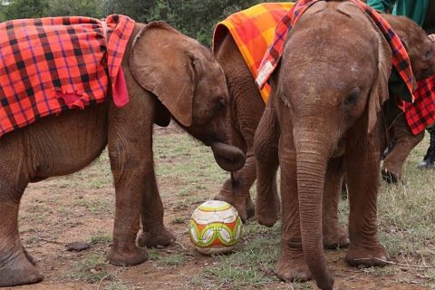 Nairobi: tour di un giorno per piccoli gruppi di elefanti, giraffe e museo