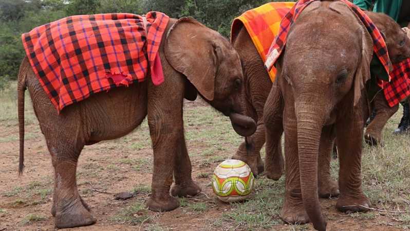 Nairobi: elefantes, jirafas y museo Tour del Día del Grupo pequeño del museo