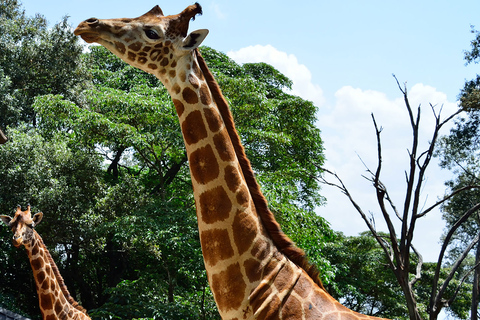 Nairobi: Elephants, Giraffes and Museum Small-Group Day Tour