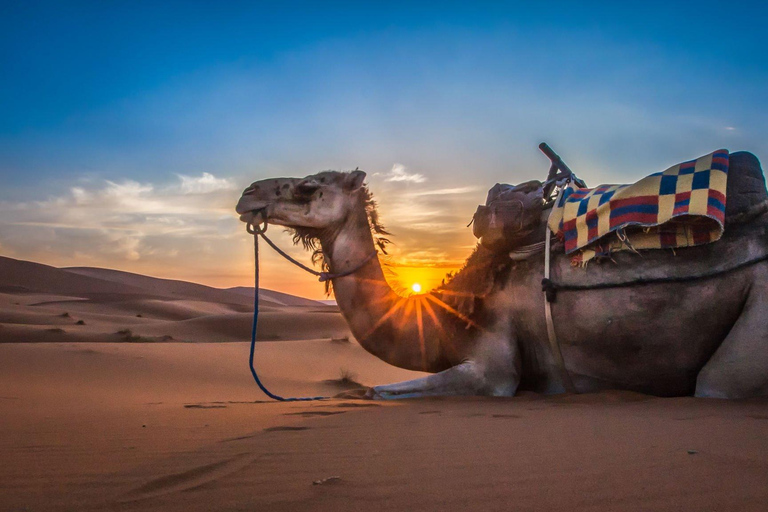 Agadir/Taghazout/Puerto: Excursión de un día en 4x4 por el desierto del Sáhara con almuerzoExcursión desde Taghazout/Tamraght/Anza/Aourir