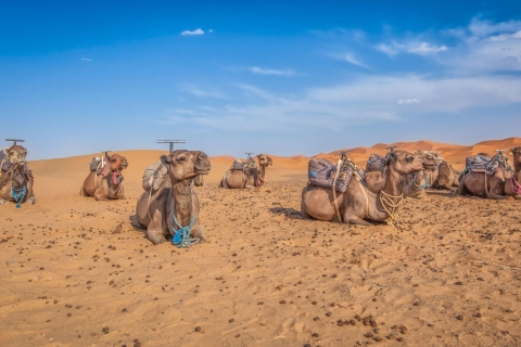 Depuis Agadir : journée dans le désert et thé marocain