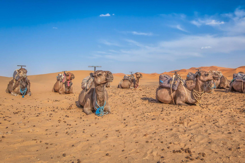 Depuis Agadir : journée dans le désert et thé marocain