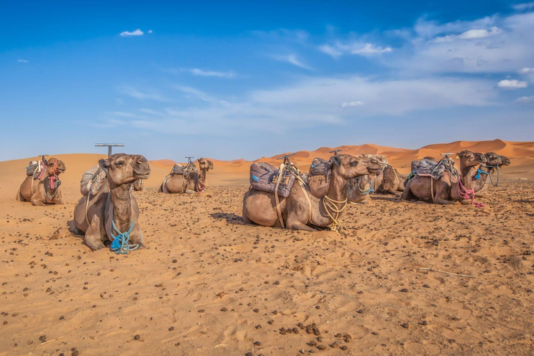 Agadir/Taghazout/Port: Sahara Desert 4x4 Day Trip with Lunch Tour From Taghazout/Tamraght/Anza/Aourir