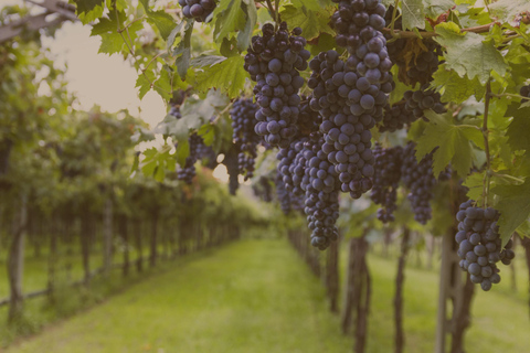 Visita dos bodegas en un día