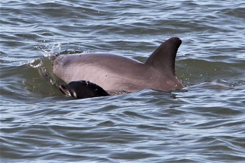 Hilton Head Island: Dolphin Watching Cruise with Donuts