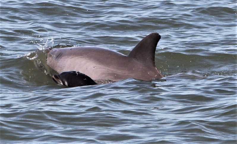 Hilton Head Island: Dolphin mirando crucero con donas