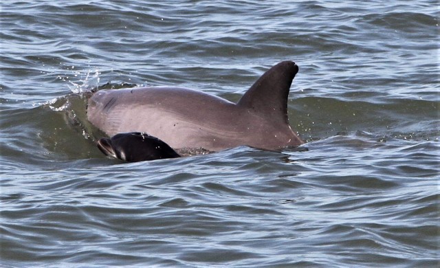 Visit Hilton Head Island Dolphin Watching Cruise with Donuts in Hilton Head Island, South Carolina, USA