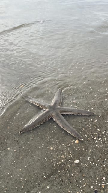 Hilton Head Island Disappearing Island Dolphin Tour GetYourGuide