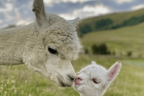 Canterbury: Shamarra Alpacas Farm Tour
