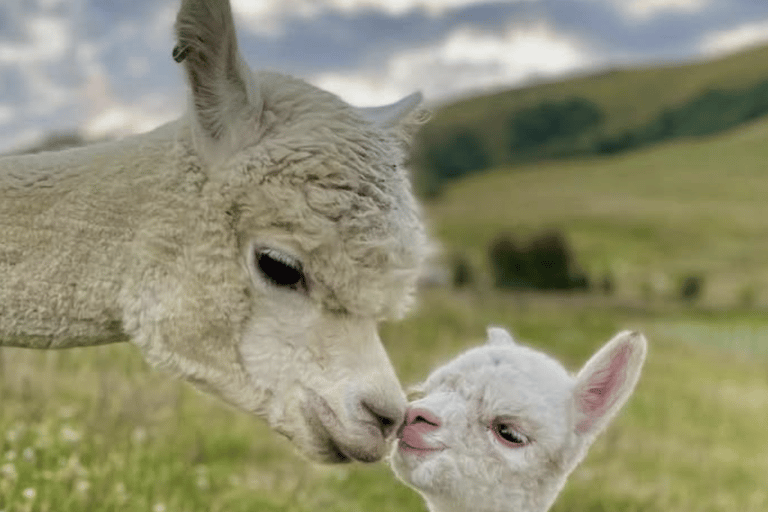 Canterbury: Shamarra Alpacas Farm Tour