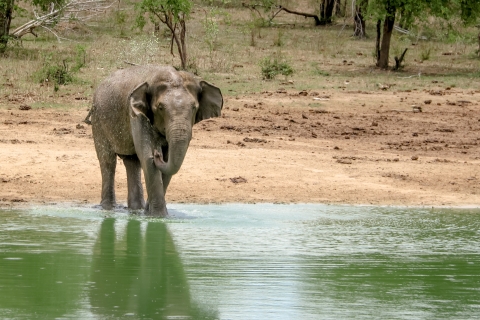 From Ella: Full-Day Udawalawe National Park Safari Tour