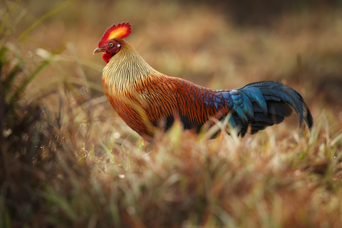 Wilpattu National Park Safari Tour from Colombo