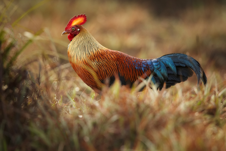 Wilpattu National Park Safari Tour from Colombo