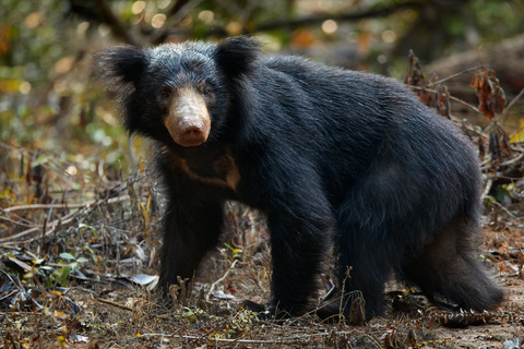 Wilpattu National Park Safari Tour from Colombo