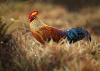 Tour en Safari del Parque Nacional Wilpattu desde Negombo - Hizvo