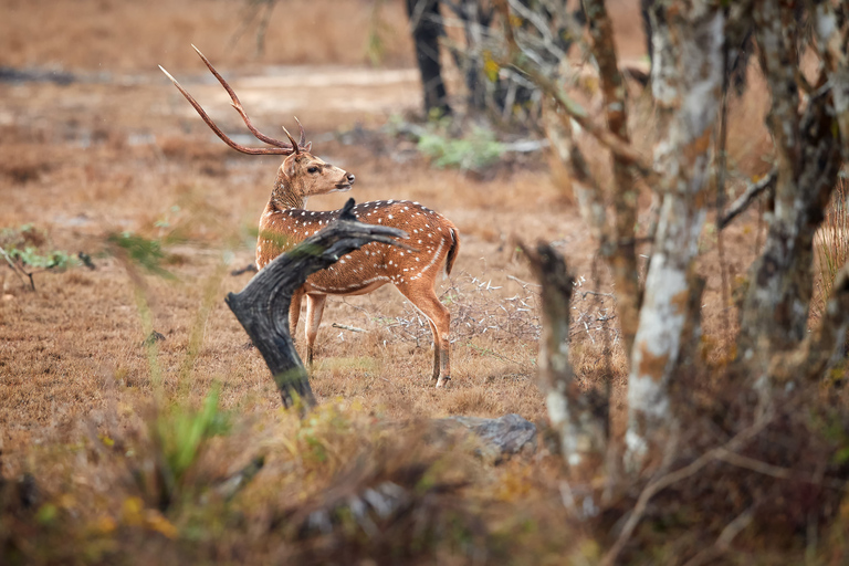 Dagtocht naar Nationaal Park Wilpattu vanuit Negombo