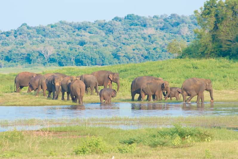 Wilpattu National Park Safari Tour from Negombo