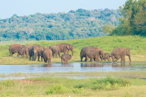Dagtocht naar Nationaal Park Wilpattu vanuit Negombo