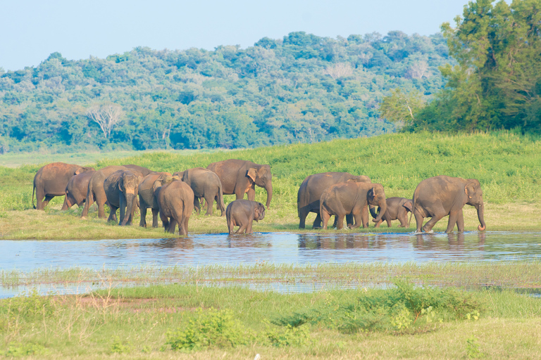 Z Negombo: Park Narodowy Wilpattu Safari - jednodniowa wycieczka z przewodnikiem