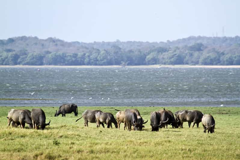 Wilpattu National Park Safari Tour from Negombo | GetYourGuide