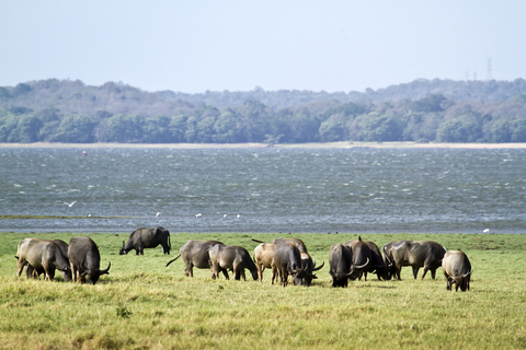 Z Negombo: Park Narodowy Wilpattu Safari - jednodniowa wycieczka z przewodnikiem