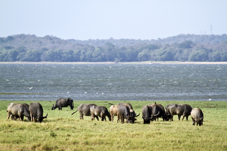 Excursión de un día al Parque Nacional Wilpattu desde Negombo