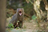 Tour en Safari del Parque Nacional Wilpattu desde Negombo - Hizvo
