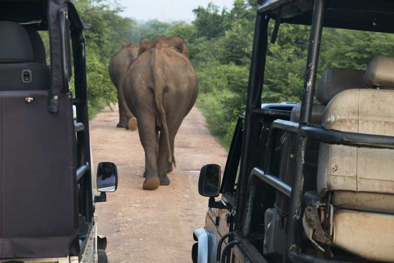 Tour safari del Parco Nazionale Wilpattu da Negombo