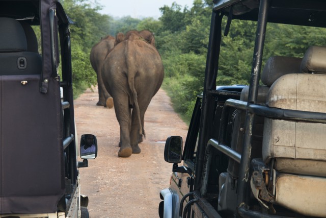 Safaritocht door het Wilpattu Nationaal Park vanuit Negombo