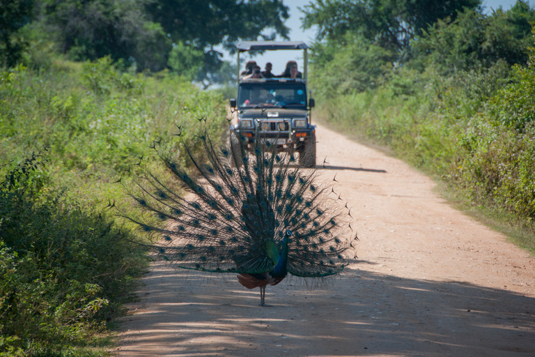 From Negombo: Udawalawa National Park Wildlife Safari