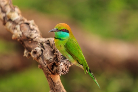 Z Negombo: Park Narodowy Udawalawa Wildlife Safari