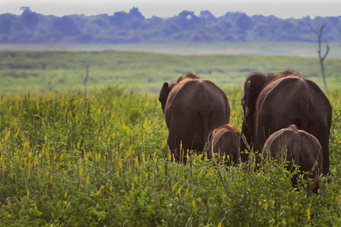 From Negombo: Udawalawa National Park Wildlife Safari