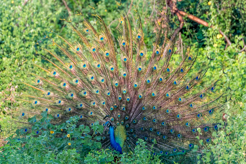 From Negombo: Udawalawa National Park Wildlife Safari