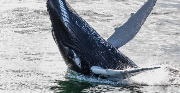 Reykjavik: Whales and Northern Lights Boat Tour